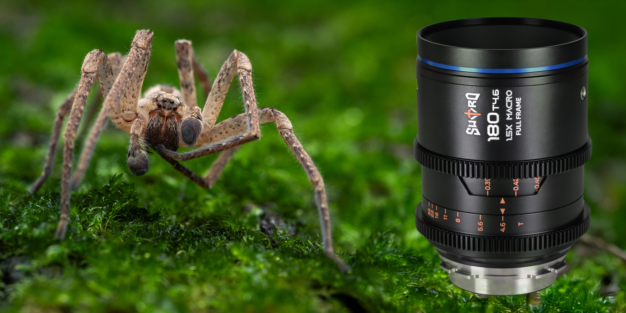 Obiektyw Laowa Sword 180 mm T4,6 1,5x Macro Cine do Arri PL obok zdjęcia makro przedstawiającego pająka